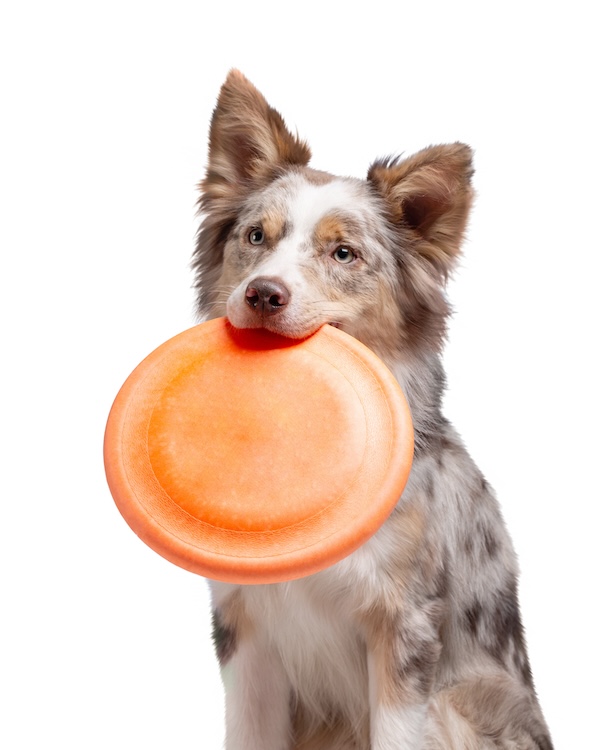 dog with frisbee